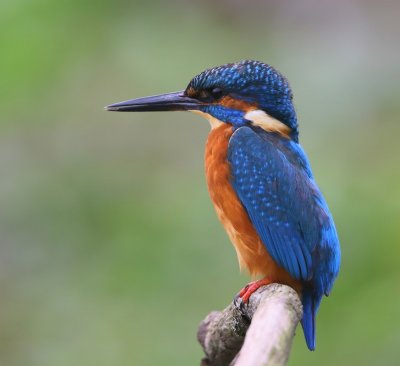 IJsvogel - Common Kingfisher