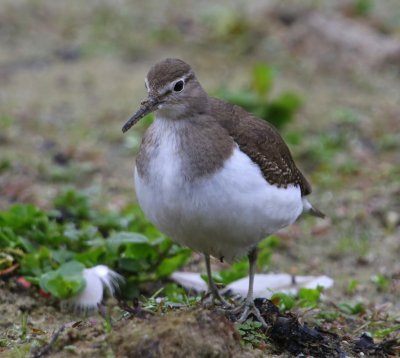 Oeverloper - Common Sandpiper