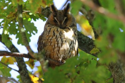 Ransuil - Long-eared Owl