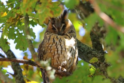 Ransuil - Long-eared Owl