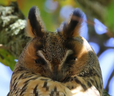 Ransuil - Long-eared Owl