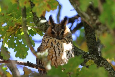 Ransuil - Long-eared Owl