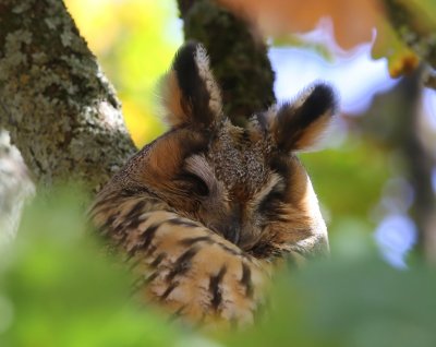 Ransuil - Long-eared Owl