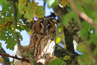 Ransuil - Long-eared Owl