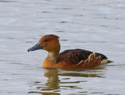 Rosse Fluiteend - Fulvous Whistling Duck