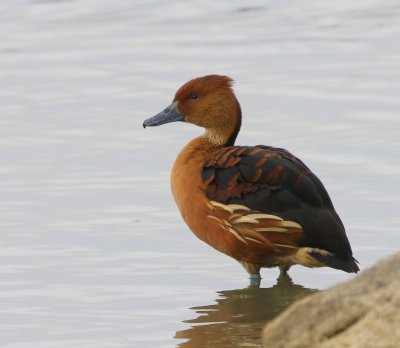 Rosse Fluiteend - Fulvous Whistling Duck