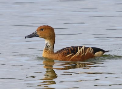 Rosse Fluiteend - Fulvous Whistling Duck