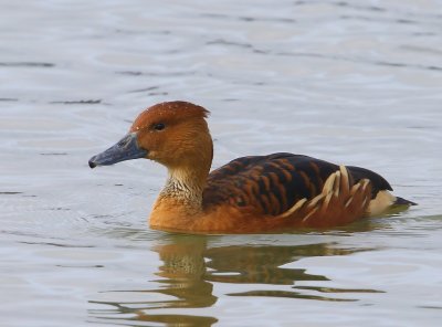 Rosse Fluiteend - Fulvous Whistling Duck