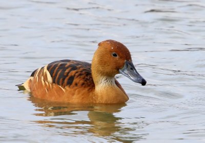 Rosse Fluiteend - Fulvous Whistling Duck