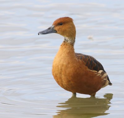 Rosse Fluiteend - Fulvous Whistling Duck