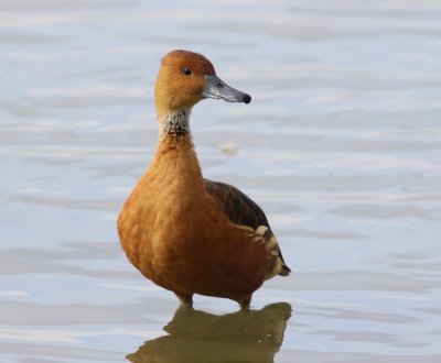 Rosse Fluiteend - Fulvous Whistling Duck