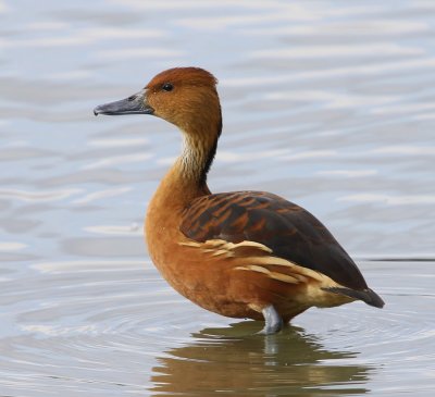 Rosse Fluiteend - Fulvous Whistling Duck