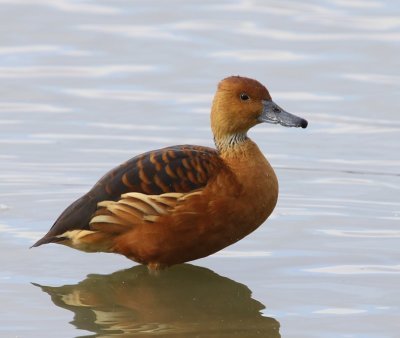 Rosse Fluiteend - Fulvous Whistling Duck