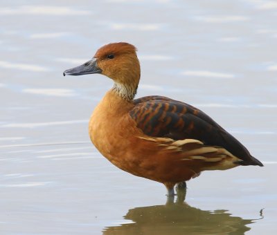 Rosse Fluiteend - Fulvous Whistling Duck