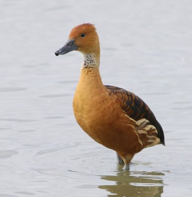 Rosse Fluiteend - Fulvous Whistling Duck