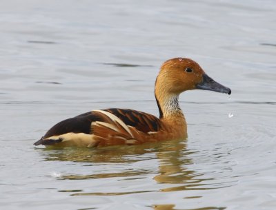 Rosse Fluiteend - Fulvous Whistling Duck
