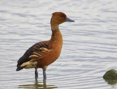 Rosse Fluiteend - Fulvous Whistling Duck