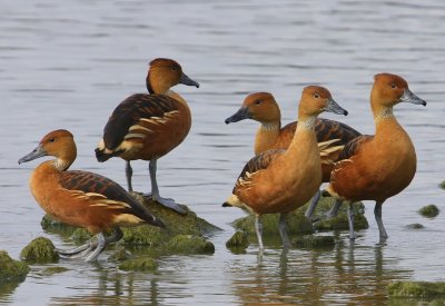 Rosse Fluiteenden - Fulvous Whistling Ducks