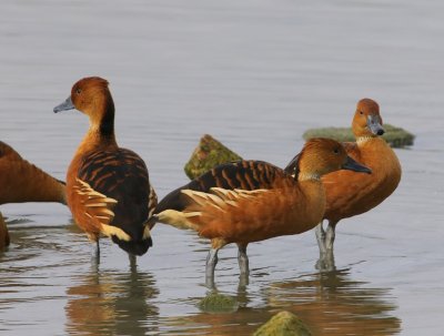 Rosse Fluiteenden - Fulvous Whistling Ducks