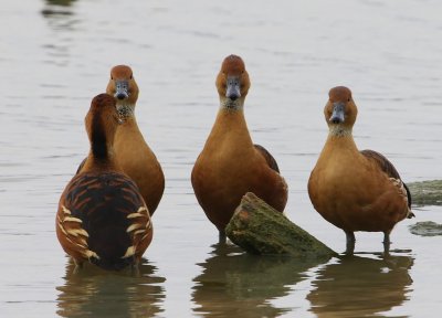 Rosse Fluiteenden - Fulvous Whistling Ducks