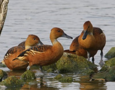 Rosse Fluiteenden - Fulvous Whistling Ducks