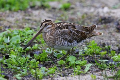 Watersnip - Common Snipe