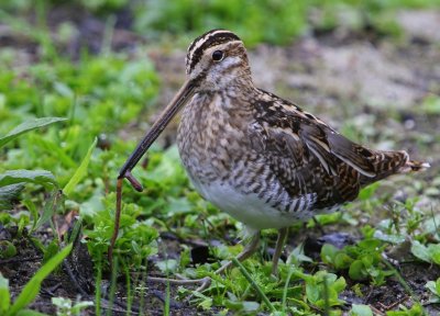 Watersnip - Common Snipe