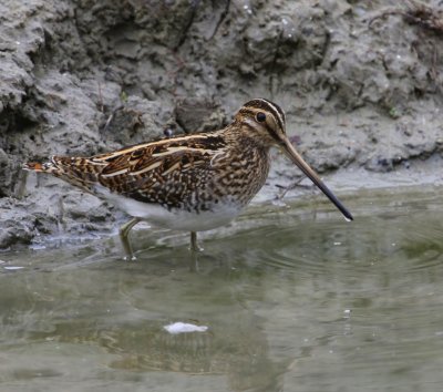 Watersnip - Common Snipe