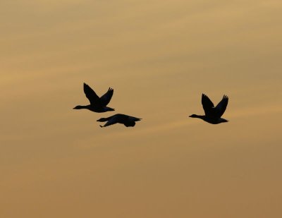 Grauwe Ganzen - Greylag Geese