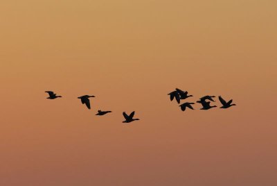Grauwe Ganzen - Greylag Geese