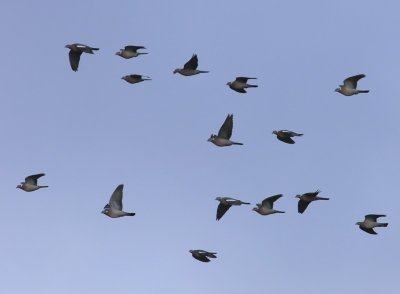 g12/91/964991/3/171225772.e2DHeNLV.jpg