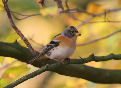 Keep - Brambling