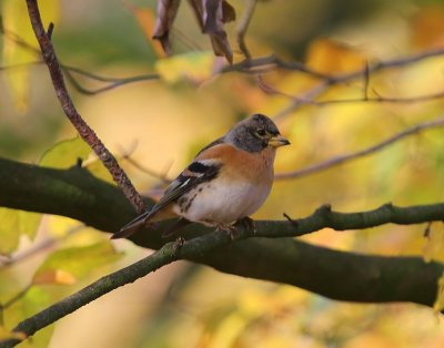 Keep - Brambling
