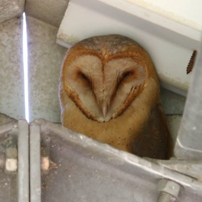 Kerkuil - Barn Owl