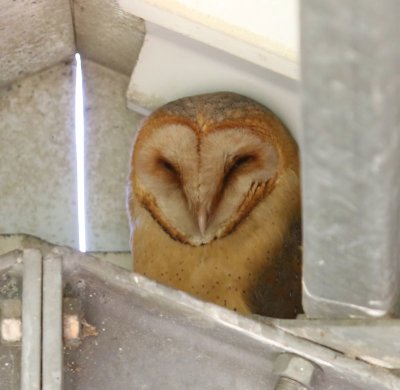 Kerkuil - Barn Owl