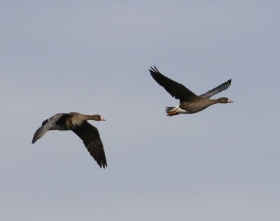Kolganzen - Greater White-fronted Geese