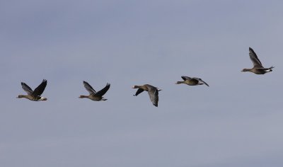 Kolganzen - Greater White-fronted Geese