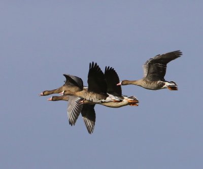Kolganzen - Greater White-fronted Geese