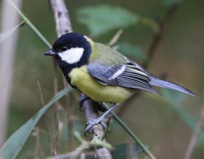 Koolmees - Great Tit