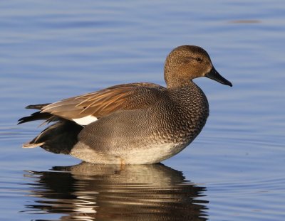 Krakeend - Gadwall