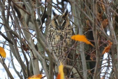 Ransuil - Long-eared Owl