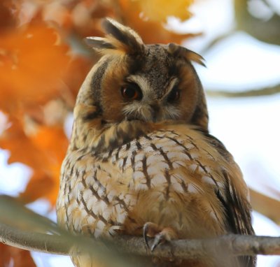 Ransuil - Long-eared Owl