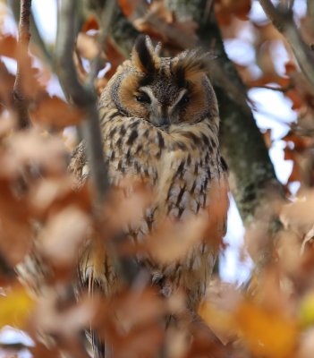 Ransuil - Long-eared Owl