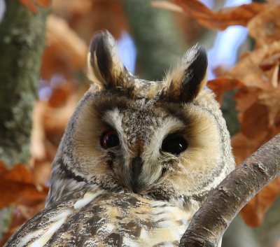 Ransuil - Long-eared Owl