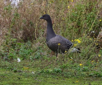 Rotgans - Dark-bellied Brent Goose