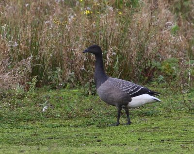 Rotgans - Dark-bellied Brent Goose