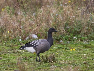 Rotgans - Dark-bellied Brent Goose