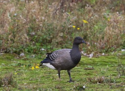 Rotgans - Dark-bellied Brent Goose