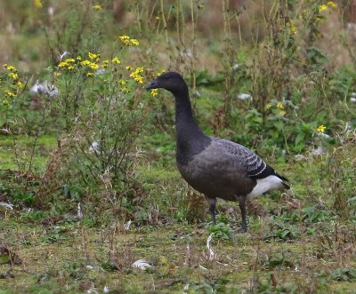Rotgans - Dark-bellied Brent Goose