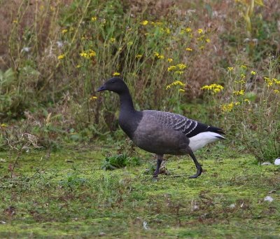 Rotgans - Dark-bellied Brent Goose